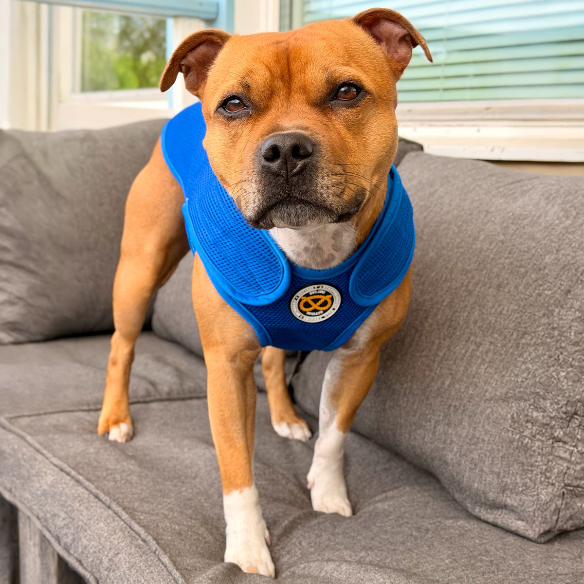 Staffordshire Bull Terrier 1935® Gilet de Refroidissement - Bleu