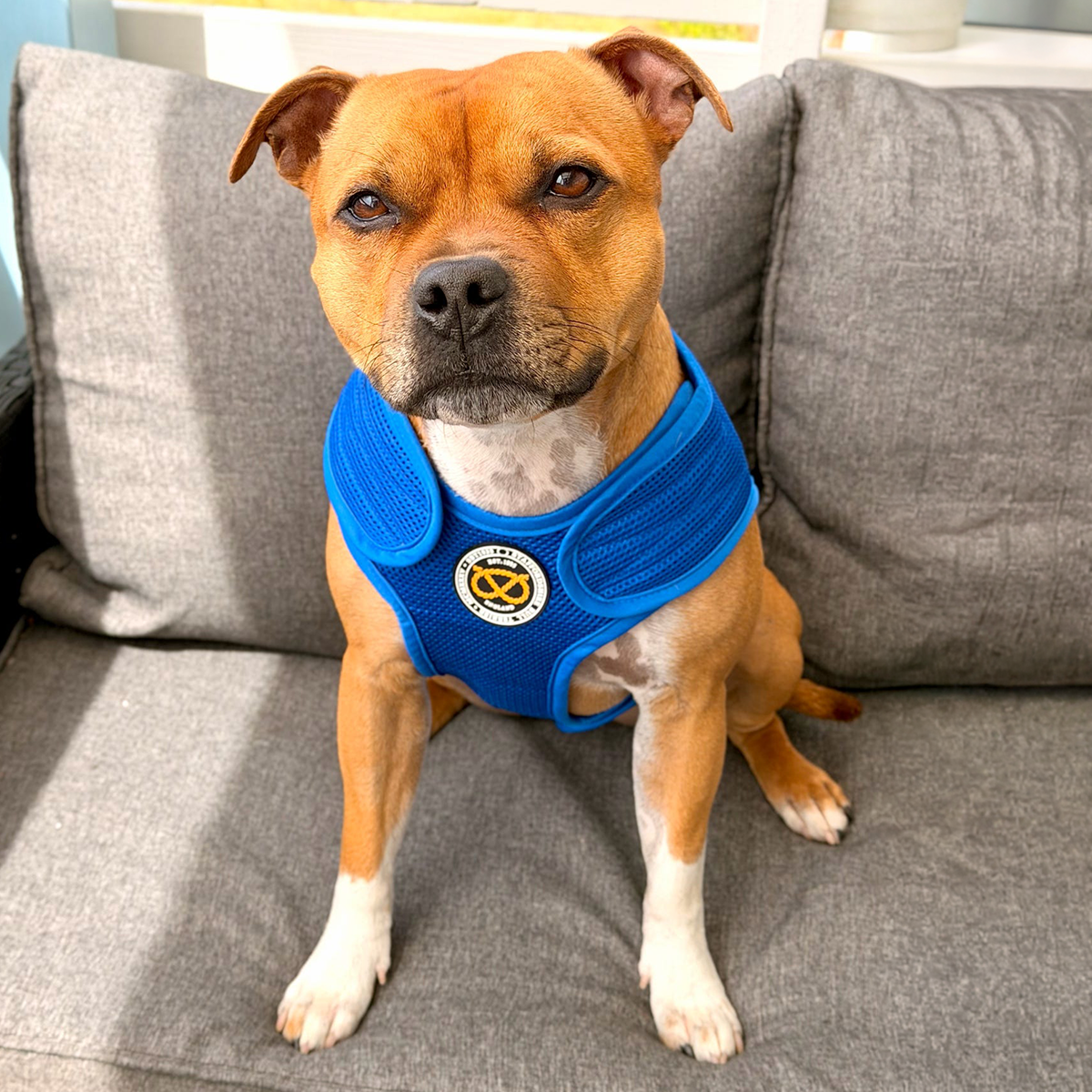 Staffordshire Bull Terrier 1935® Gilet de Refroidissement - Bleu