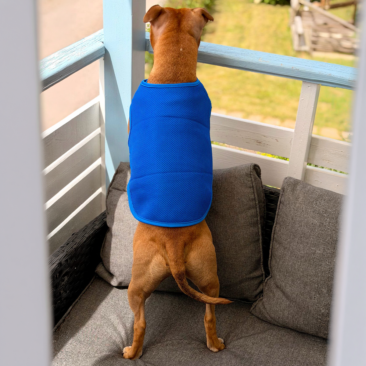 Staffordshire Bull Terrier 1935® Gilet de Refroidissement - Bleu