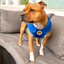 Staffordshire Bull Terrier 1935® Gilet de Refroidissement - Bleu