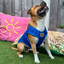 Staffordshire Bull Terrier 1935® Gilet de Refroidissement - Bleu