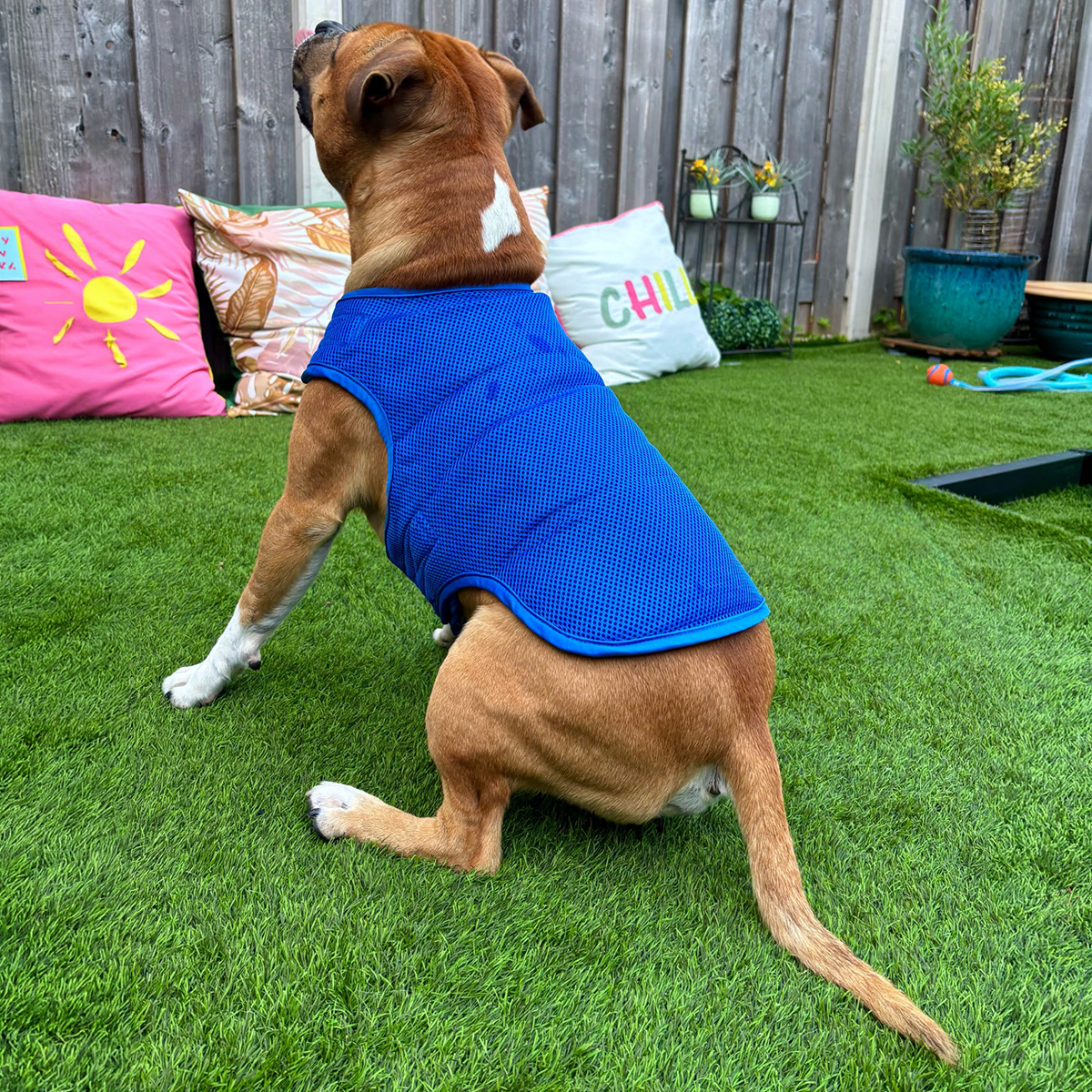 Staffordshire Bull Terrier 1935® Gilet de Refroidissement - Bleu