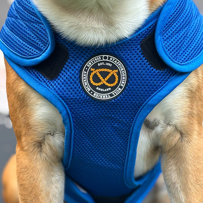 Staffordshire Bull Terrier 1935® Cooling Vest - Blue