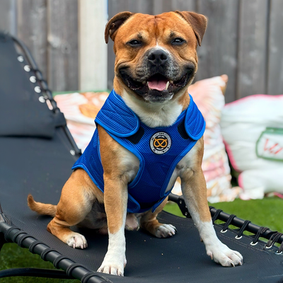 Staffordshire Bull Terrier 1935® Cooling Vest - Blue