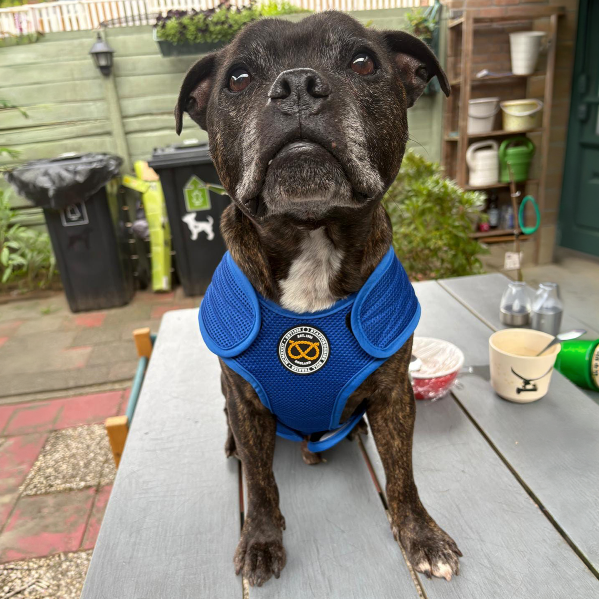 Staffordshire Bull Terrier 1935® Gilet de Refroidissement - Bleu