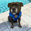 Staffordshire Bull Terrier 1935® Cooling Vest - Blue