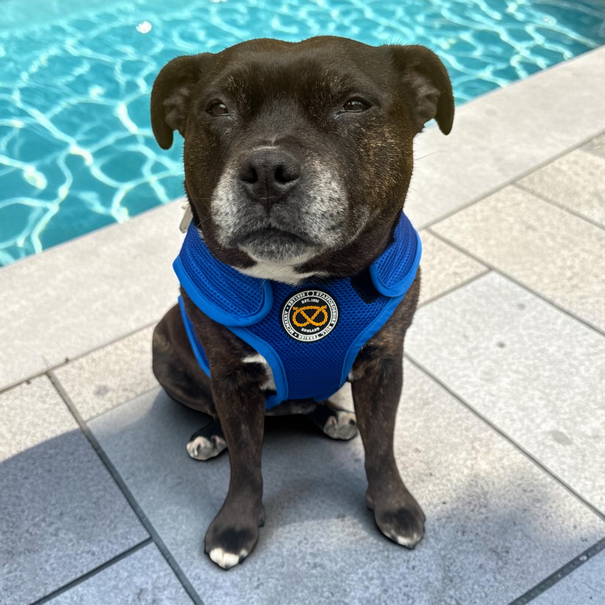 Staffordshire Bull Terrier 1935® Cooling Vest - Blue