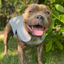 Staffordshire Bull Terrier 1935® Cooling Vest - Grey