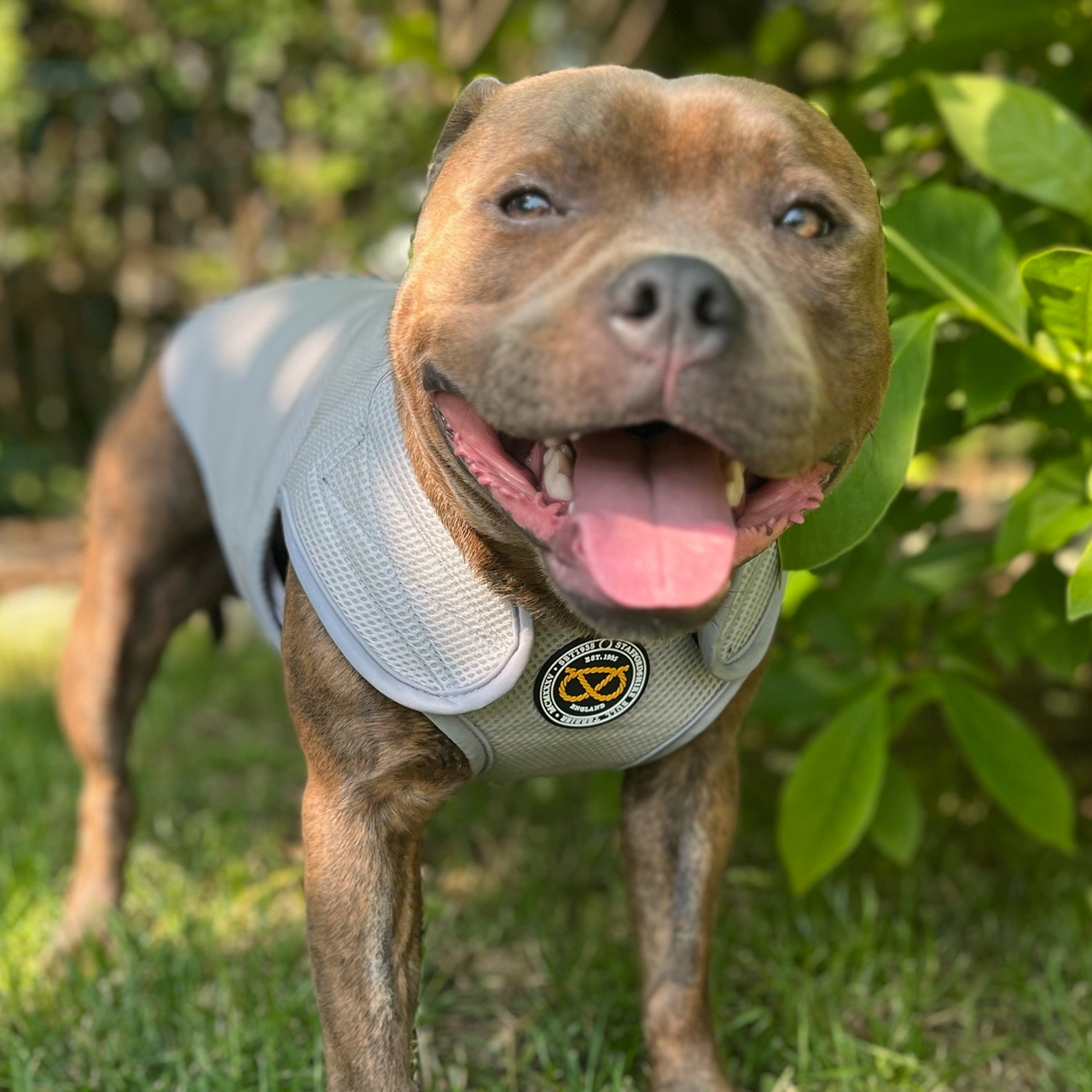 Staffordshire Bull Terrier 1935® Cooling Vest - Grey