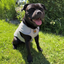 Staffordshire Bull Terrier 1935® Cooling Vest - Grey