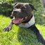 Staffordshire Bull Terrier 1935® Cooling Vest - Grey