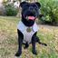 Staffordshire Bull Terrier 1935® Cooling Vest - Grey