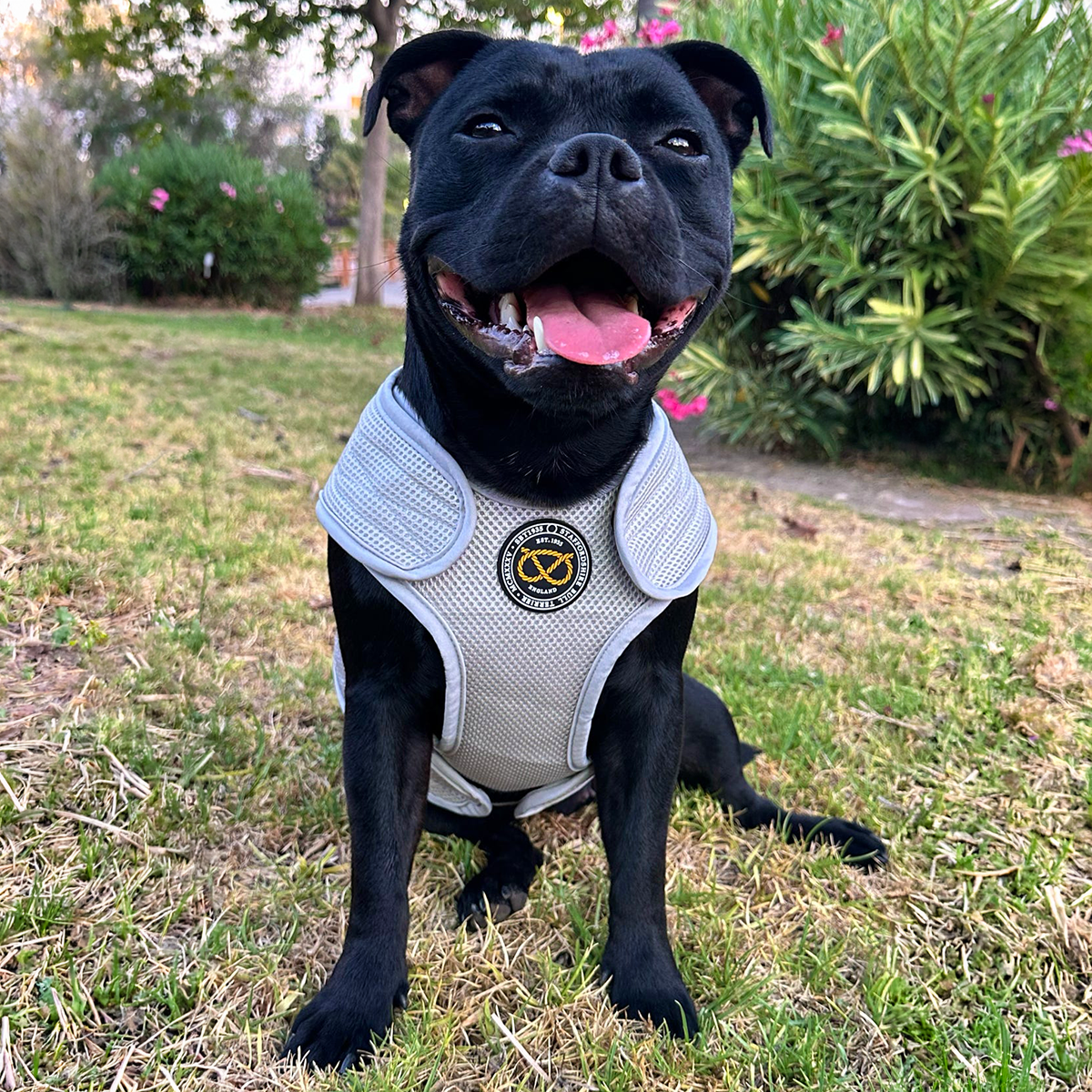 Staffordshire Bull Terrier 1935® Cooling Vest - Grey