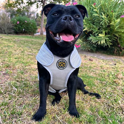 Staffordshire Bull Terrier 1935® Cooling Vest - Grey