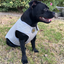 Staffordshire Bull Terrier 1935® Cooling Vest - Grey
