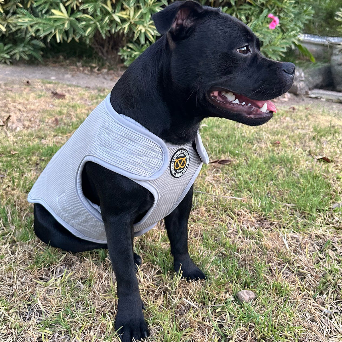 Staffordshire Bull Terrier 1935® Cooling Vest - Grey