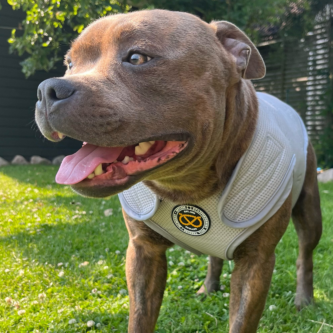 Staffordshire Bull Terrier 1935® Cooling Vest - Grey