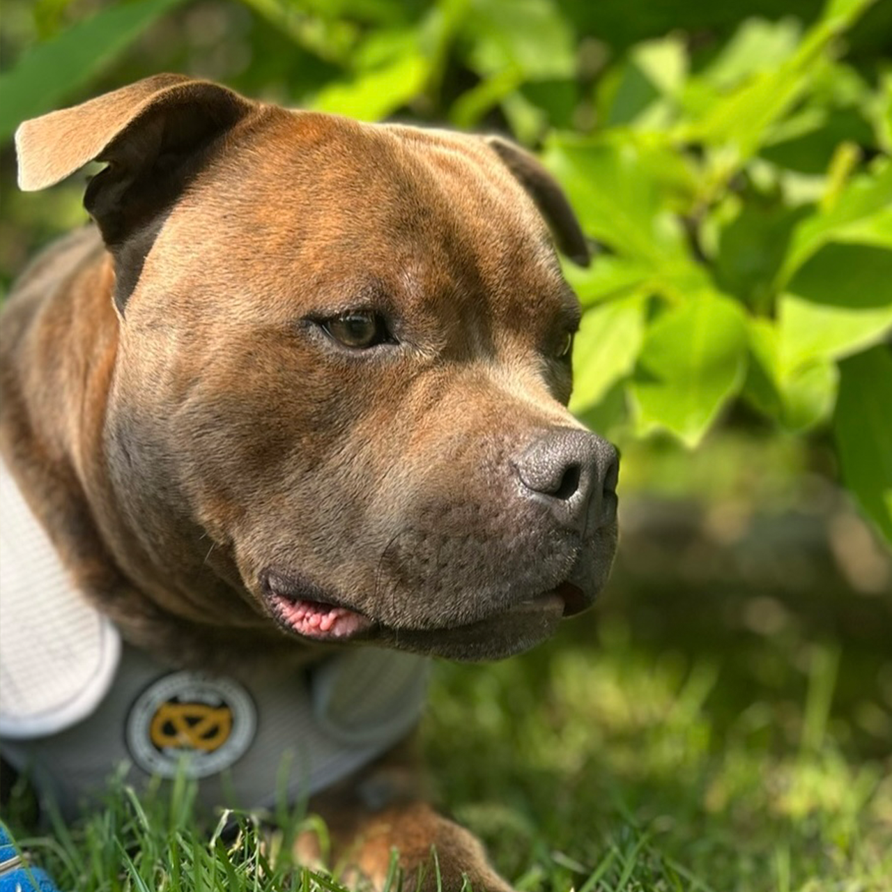 Staffordshire Bull Terrier 1935® Cooling Vest - Grey