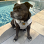 Staffordshire Bull Terrier 1935® Cooling Vest - Grey