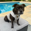 Staffordshire Bull Terrier 1935® Cooling Vest - Grey