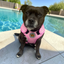 Staffordshire Bull Terrier 1935® Cooling Vest - Baby Pink