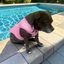 Staffordshire Bull Terrier 1935® Cooling Vest - Baby Pink