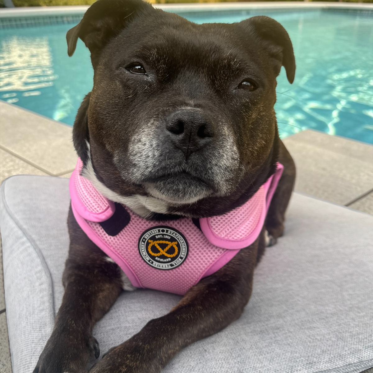 Staffordshire Bull Terrier 1935® Cooling Vest - Baby Pink