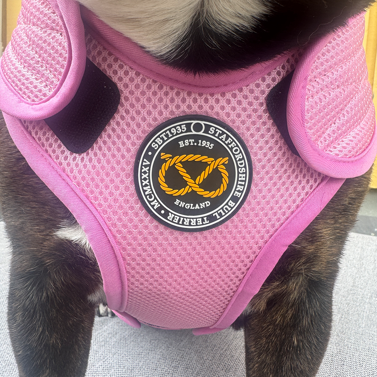 Staffordshire Bull Terrier 1935® Cooling Vest - Baby Pink