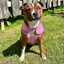 Staffordshire Bull Terrier 1935® Cooling Vest - Baby Pink