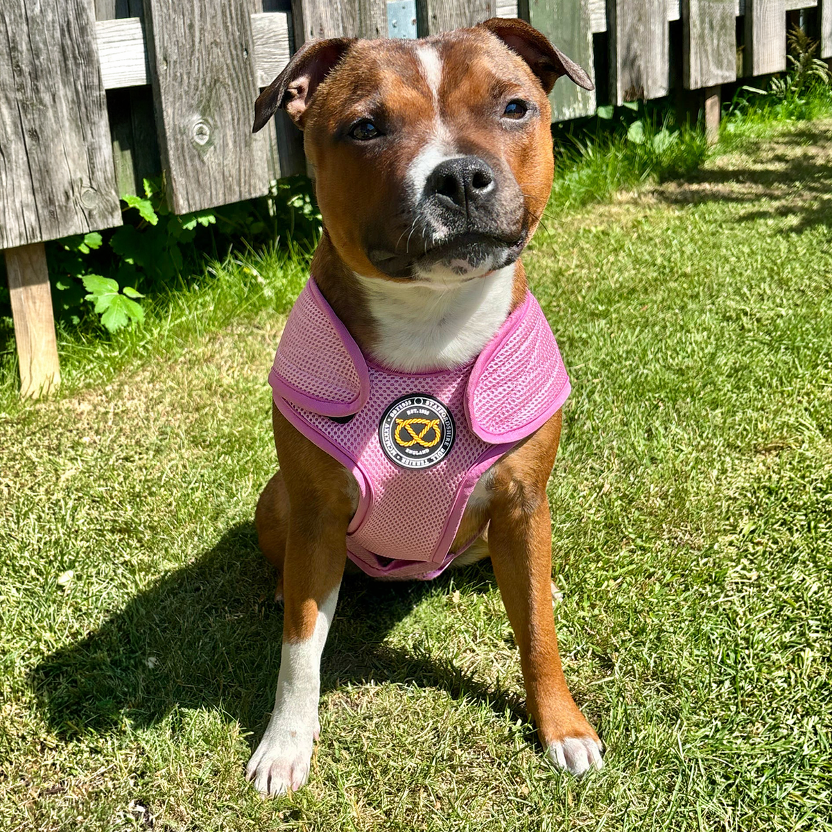 Staffordshire Bull Terrier 1935® Cooling Vest - Baby Pink