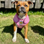 Staffordshire Bull Terrier 1935® Cooling Vest - Baby Pink