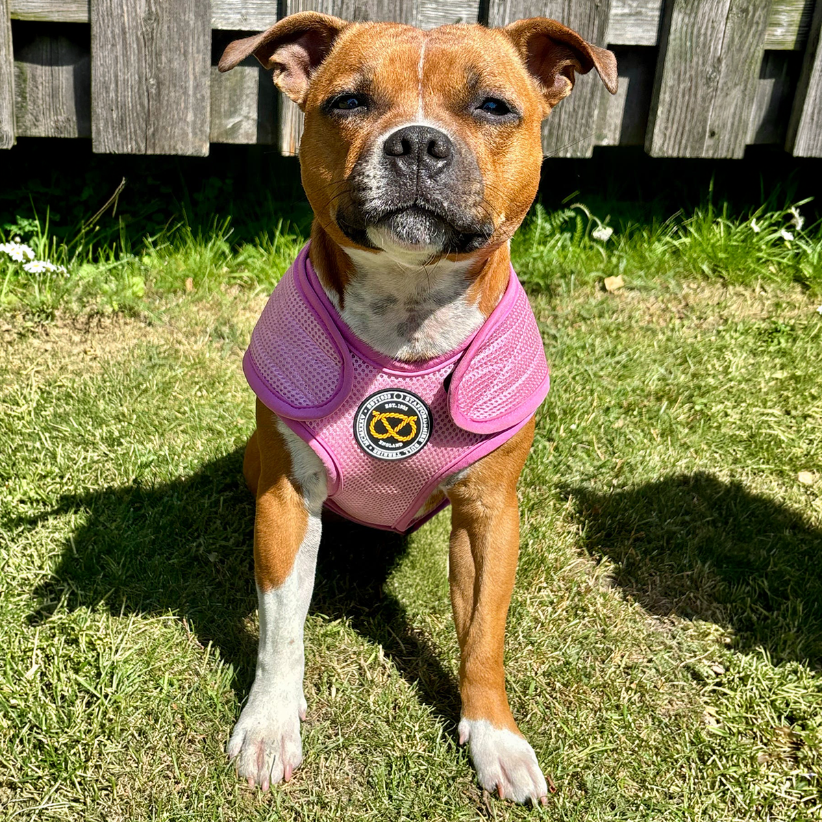 Staffordshire Bull Terrier 1935® Cooling Vest - Baby Pink