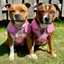 Staffordshire Bull Terrier 1935® Cooling Vest - Baby Pink