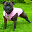 Staffordshire Bull Terrier 1935® Cooling Vest - Baby Pink