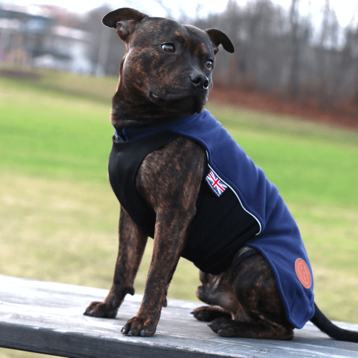 Staffordshire Bull Terrier 1935® Fleece Coat - Navy Blue