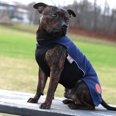  Staffordshire Bull Terrier 1935® Manteau Polaire - Bleu Marine