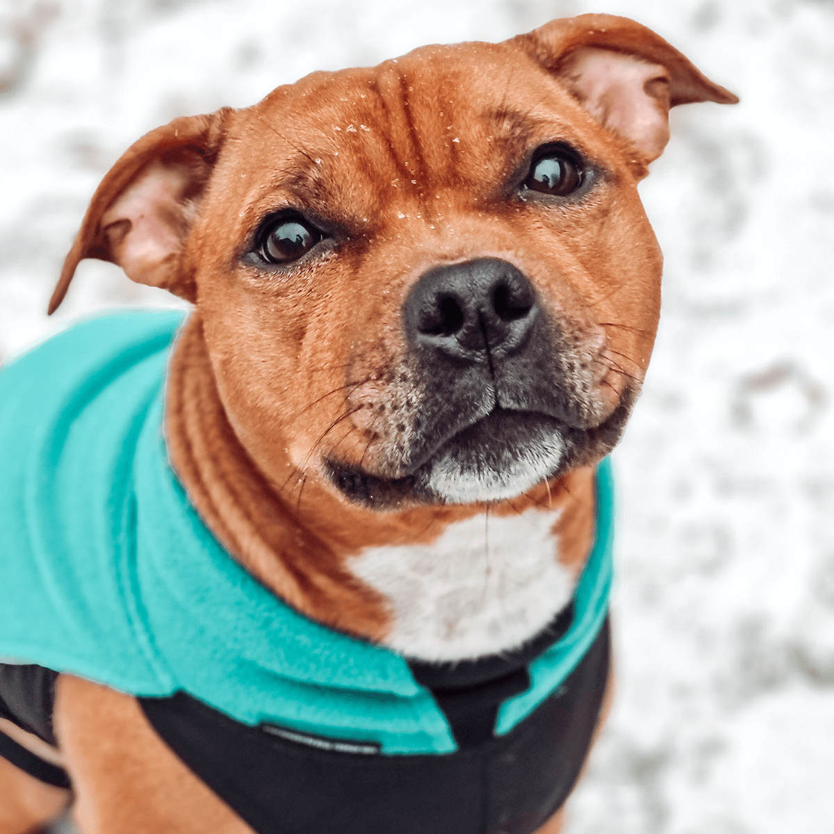 Staffordshire Bull Terrier 1935® Fleece Coat - Petrol