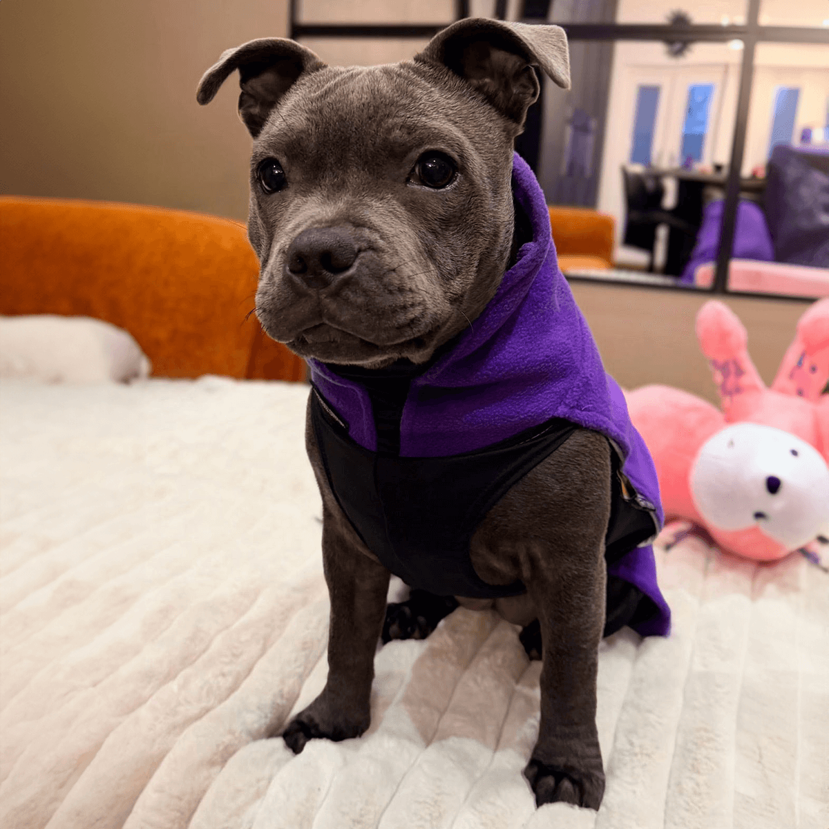 Staffordshire Bull Terrier 1935® Manteau Polaire Chiot Violet Foncé