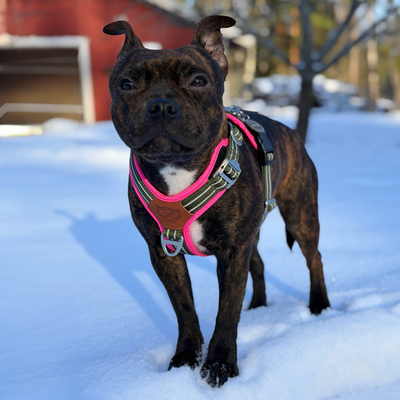 Staffordshire Bull Terrier 1935® Harnais et Laisse - Army Pink - Vert et Rose Fluo