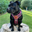 Staffordshire Bull Terrier 1935® Harness & Leash Set - Black & Neon Pink