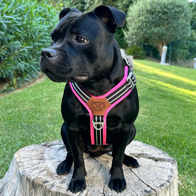 Staffordshire Bull Terrier 1935® Harness & Leash Set - Black & Neon Pink