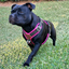 Staffordshire Bull Terrier 1935® Harness & Leash Set - Black & Neon Pink