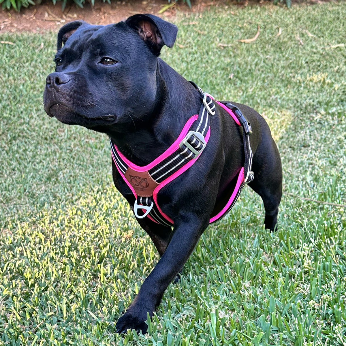 Staffordshire Bull Terrier 1935® Harness & Leash Set - Black & Neon Pink