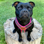 Staffordshire Bull Terrier 1935® Harness & Leash Set - Black & Neon Pink