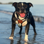 Staffordshire Bull Terrier 1935® Harness & Leash Set - Night Camo