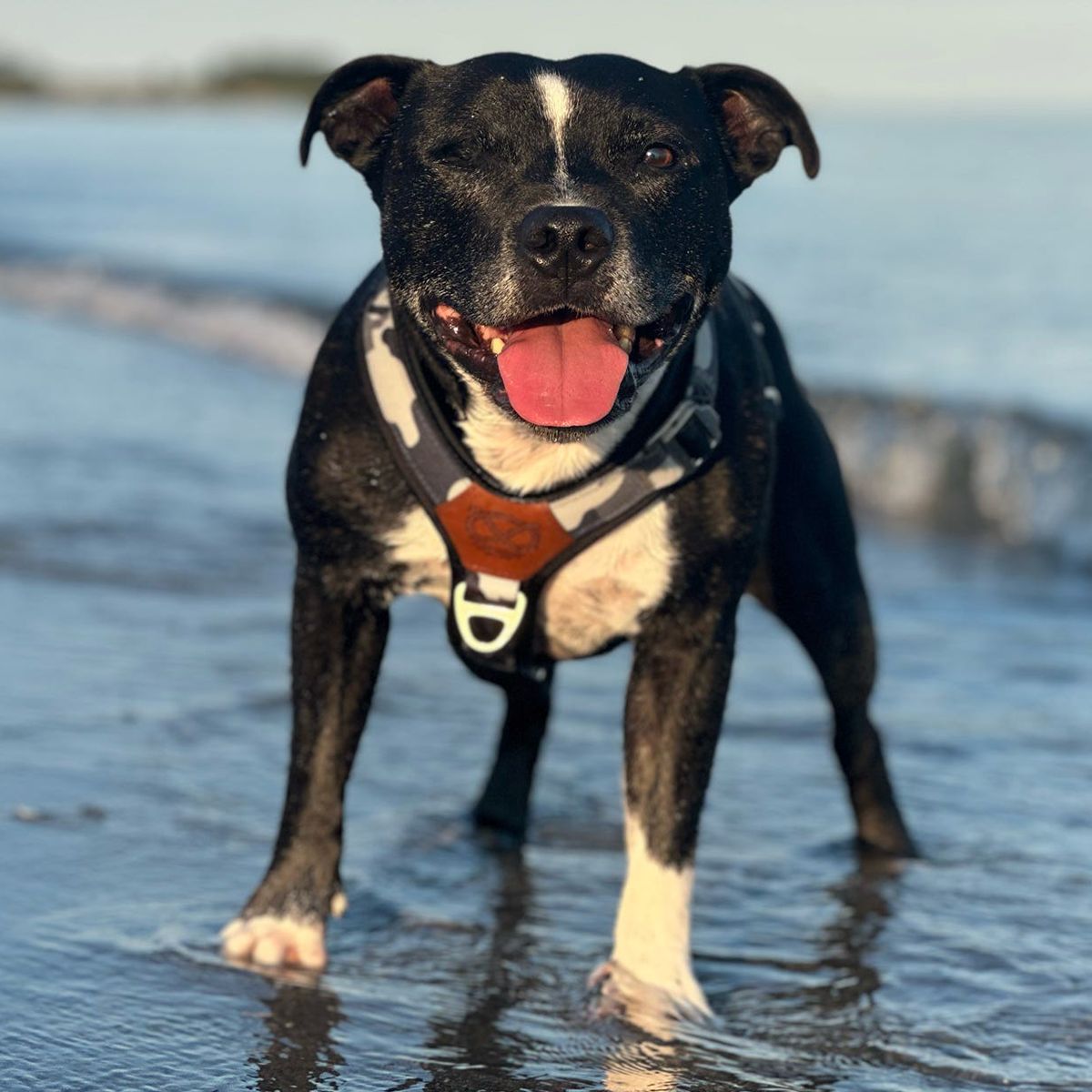 Staffordshire Bull Terrier 1935® Harness & Leash Set - Night Camo