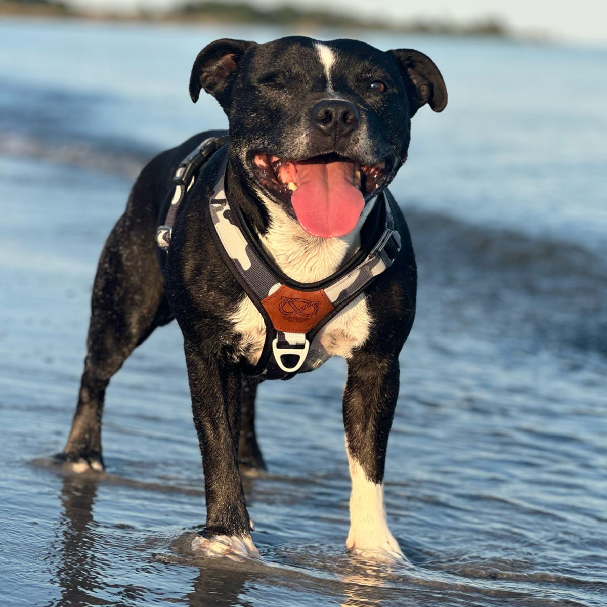 Staffordshire Bull Terrier 1935® Harness & Leash Set - Night Camo