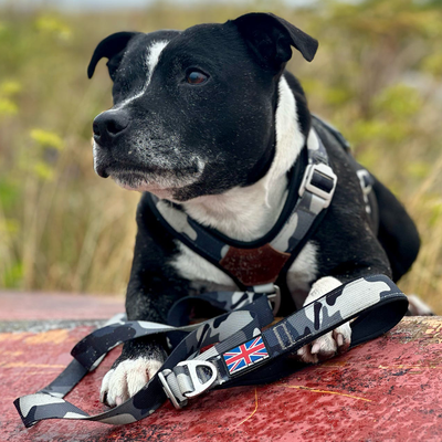 Staffordshire Bull Terrier 1935® Sele & Koppel Set - Natt Camo