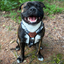 Staffordshire Bull Terrier 1935® Harness & Leash Set - Night Camo