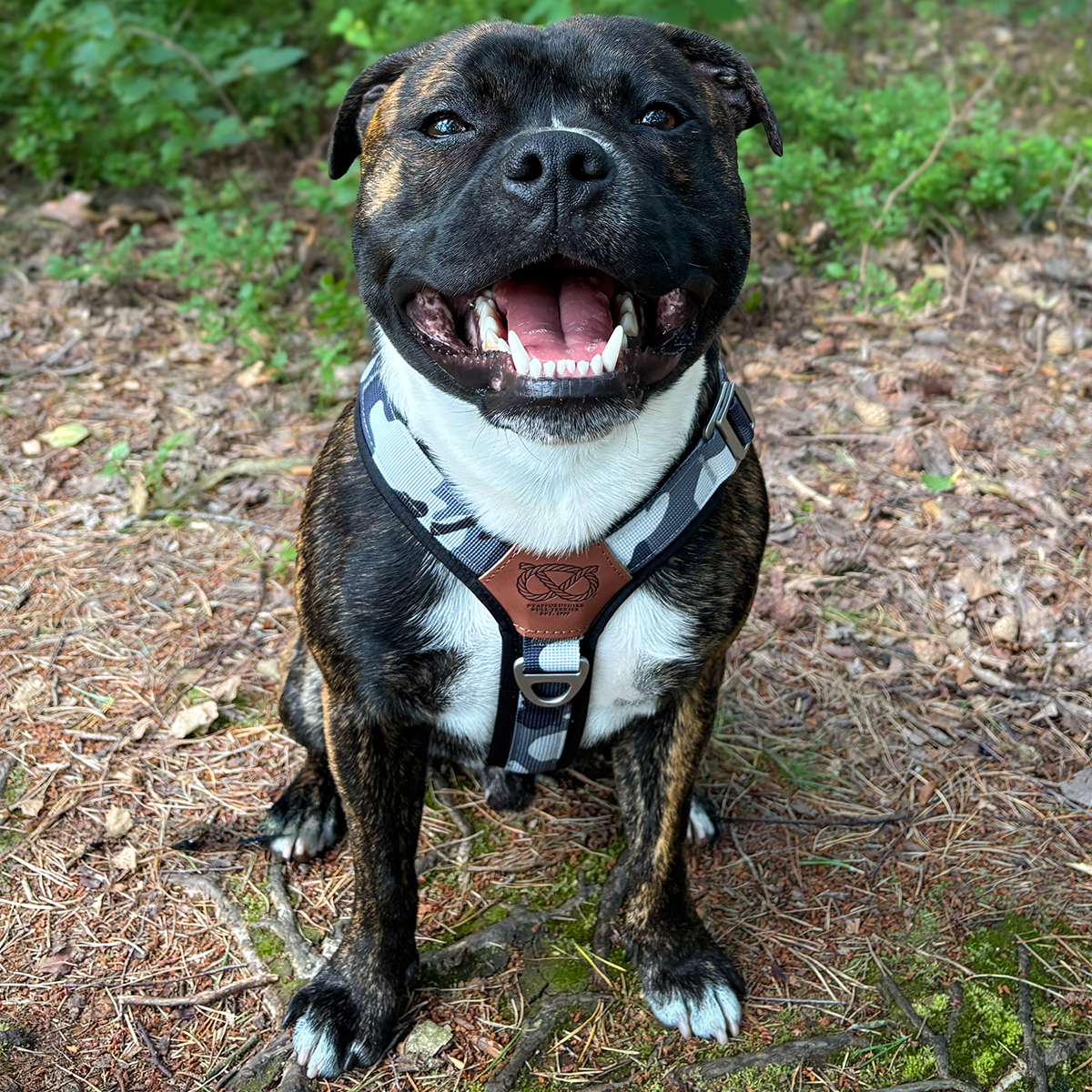 Staffordshire Bull Terrier 1935® Harness & Leash Set - Night Camo